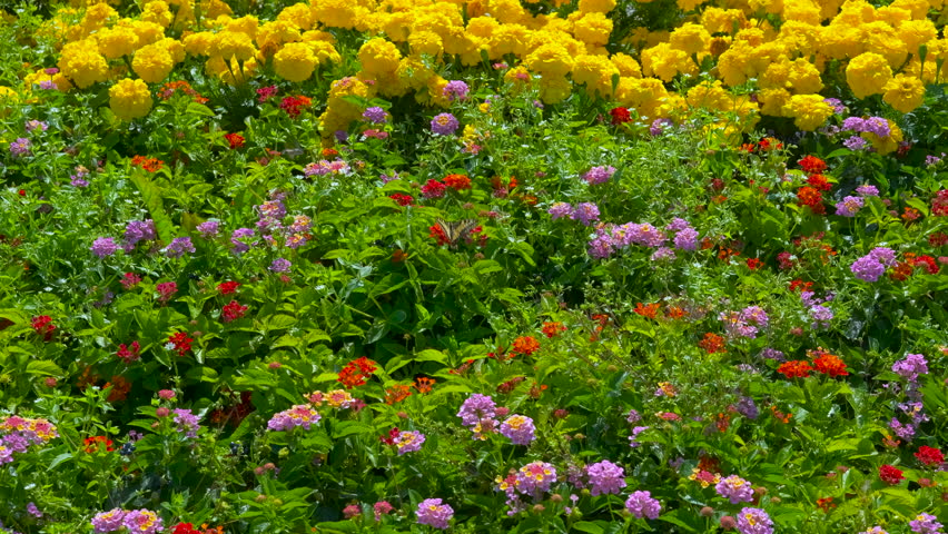 Vibrant marigolds displaying bright yellow and red blossoms in sunlit garden, creating colorful botanical landscape with lush green foliage and cheerful floral beauty