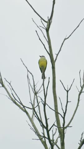 Small yellow songbird perches on leafless branches against a bright, overexposed sky.