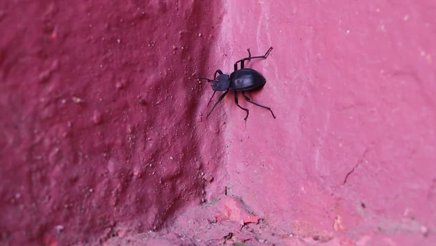 Black alive metallic dung beetle searching for something on the ground.