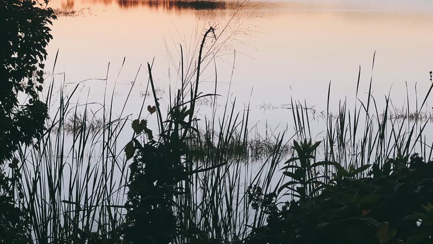 Tall reeds and slender shoreline grasses rise in dark silhouette against a softly glowing lake at sunset. The water reflects warm golden and peach tones near the horizon, gradually fading into lighter shades across the smooth surface. Delicate aquatic plants float near the shoreline, adding subtle texture to the reflective water. Dense foliage on the left frames the scene, contrasting with the open expanse of calm lake beyond. The composition emphasizes vertical plant forms against the horizontal band of luminous sunset reflection, creating a quiet lakeside atmosphere defined by shadow, light, and gentle water stillness.