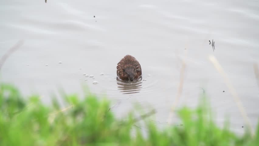 Missouri. Loess Bluffs National Wildlife Refuge. A Muskrat, Ondatra zibethicus; chewing on a root dug up from the lake.