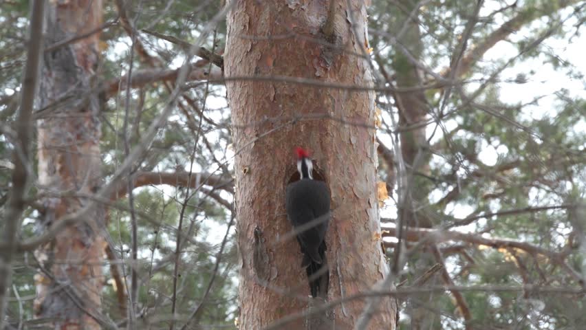 Vadnais Heights, Minnesota. John H. Allison Forest. A female Pileated woodpecker, Dryocopus pileatus digging out a new nest in a pine tree.
