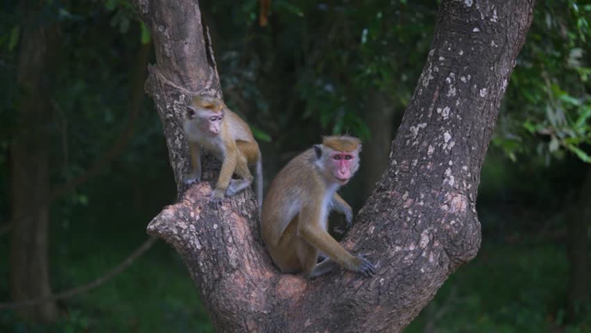 Toque macaque climbing tree trunk in Sigiriya Sri Lanka, scared child follows parent