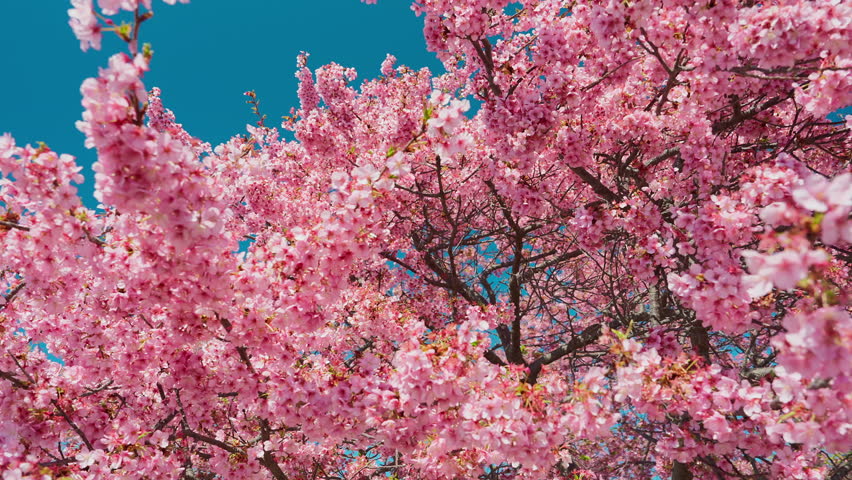 Orbit Shot of Kawazu Cherry Blossoms with Blue Sky