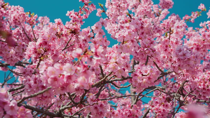 Dolly Shot of Kawazu Cherry Blossoms with Blue Sky