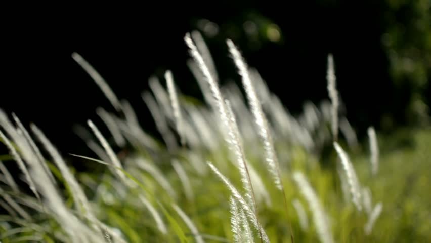 Close-up of delicate white grass plumes against a dark, blurred background
