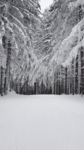 Majestic Snow Covered Forest Pathway