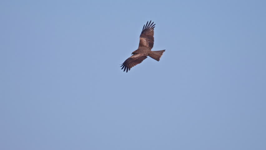 Wild black kite gliding through sky displaying natural soaring flight in outdoor environment.