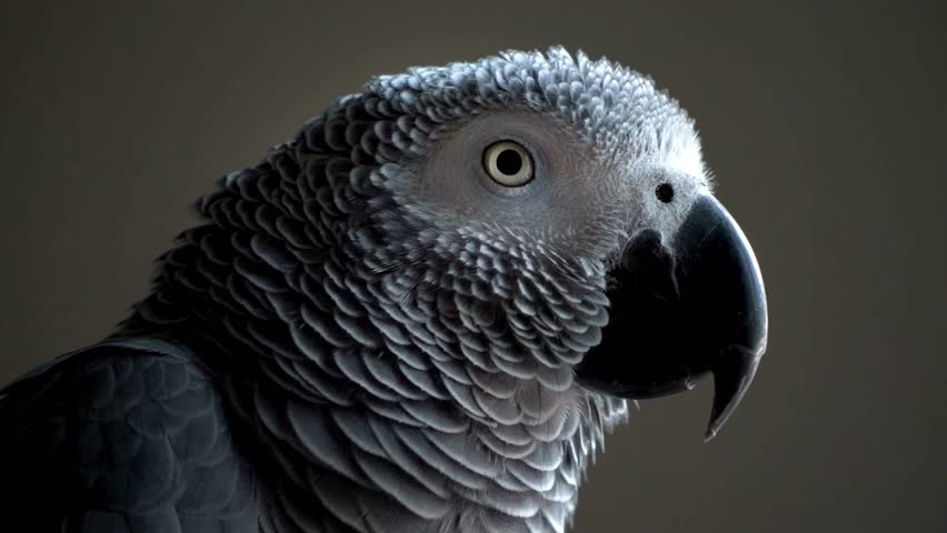 Extreme close-up of an African Grey Parrot with its beak open and detailed feathers