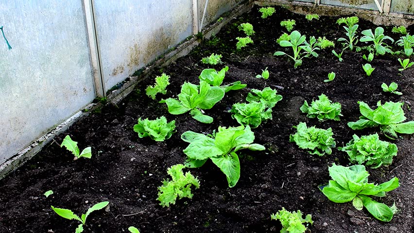 salad cultivation in a greenhouse in spring, Sugar Loaf salad and Escarole endive with
 camera panning 