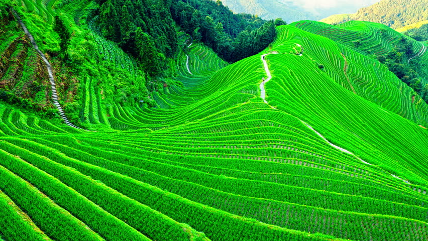 Aerial view of the lush green Longji Rice Terraces in Guilin, Guangxi, China. Traditional mountain farming and agricultural landscape.