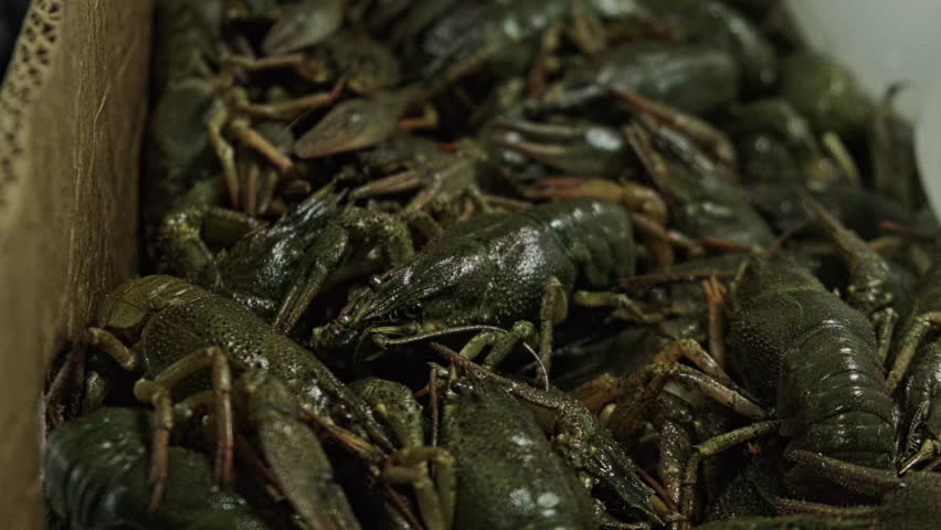 Close-up view of a pile of live crayfish stacked inside a market container at a seafood stall. Seafood trade in a local food market