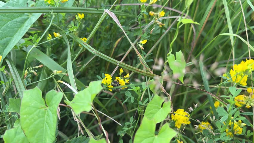 A bee collects nectar from the yellow alfalfa flowers.