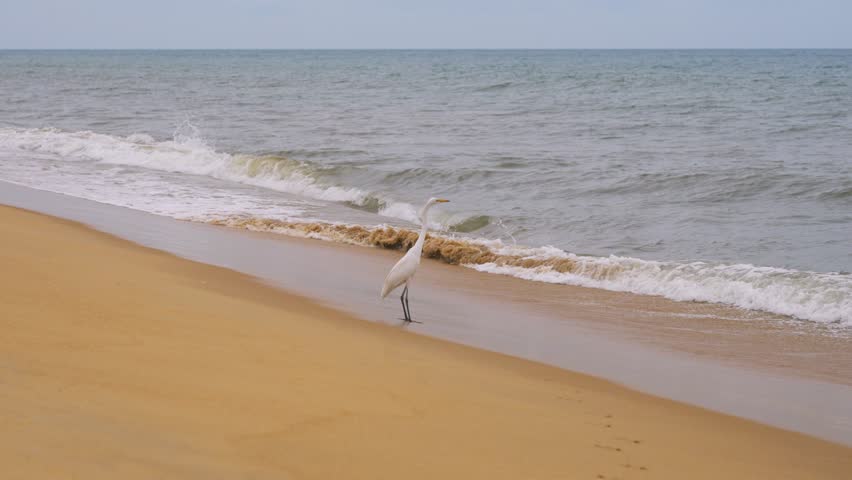 Great egret walking along shoreline in northern Sri Lanka