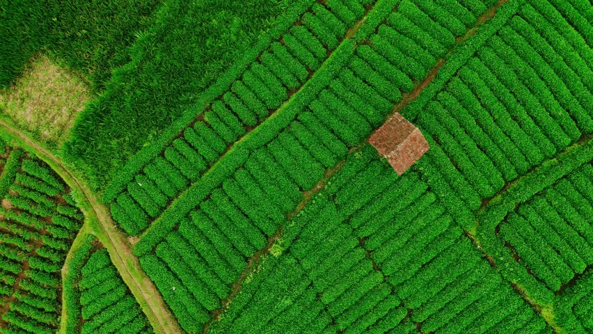 Aerial top down view of tropical agricultural fields, coconut palm trees, and a small wooden hut at the base of forested hills in East Java, Indonesia