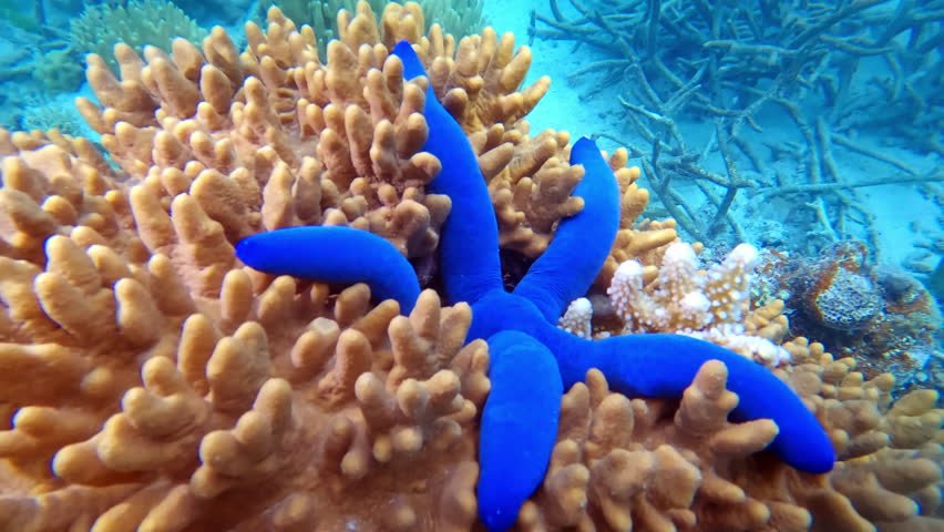 Vivid blue Linckia laevigata starfish contrasting with textured beige coral on a tropical Fiji reef, vibrant marine biodiversity in clear shallow Pacific waters. Explore underwater wild nature