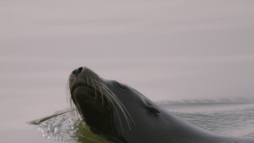 Super close up view of Sea Lion looking out before descending back under the water. Great for videos about sealife, aquatic carnivore mammals, wildlife nature documentaries.