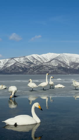 Whooper swans at Lake Kussharo,Hokaido,winter landscape with animals