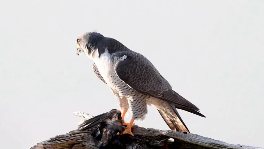 A powerful Peregrine Falcon perched on a weathered log, holding its freshly caught bird prey with sharp talons against a bright white background.