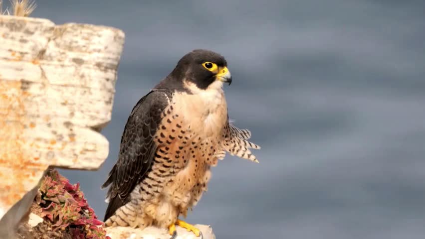 A powerful Peregrine Falcon perched alertly on a rocky cliff edge, showcasing its beautiful plumage and sharp gaze against a soft blue background.