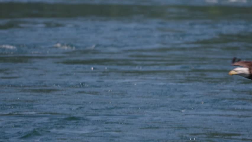 A powerful Bald Eagle successfully grabbing a fish from the water surface with its sharp talons and preparing to take flight again.