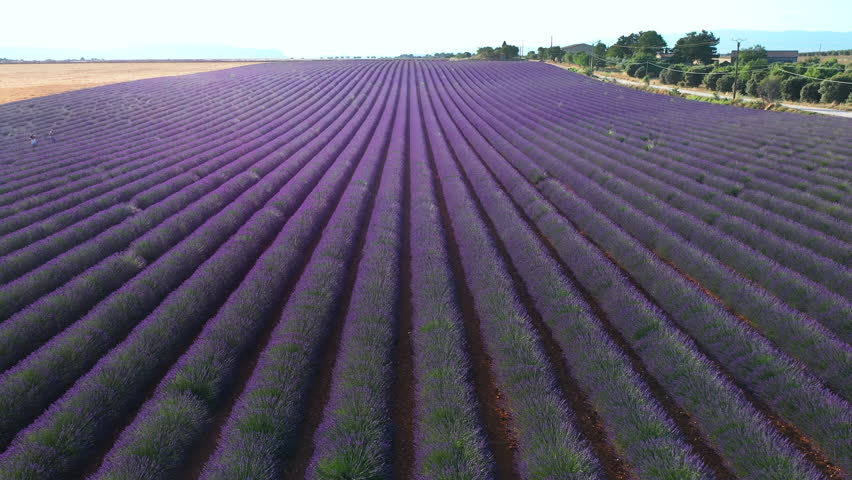 Purple rows of blooming lavender fields in summer France. Drone view.