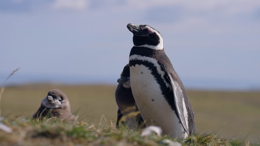 Magellanic Penguin Adults And Chicks By Their Burrow In Magdalena Island, Magallanes Region, Chile. - closeup shot