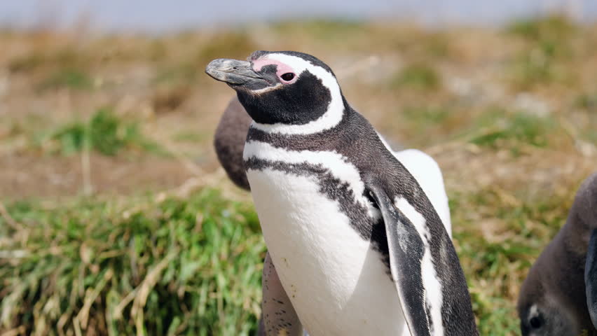 Closeup Of Magellanic Penguins On Isla Magdalena, Chile. - handheld shot