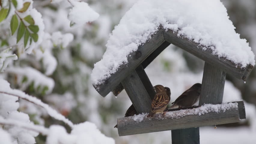 House sparrows on a garden bird feeder on the midst of a winter snow storm, before flying off, static, slow motion