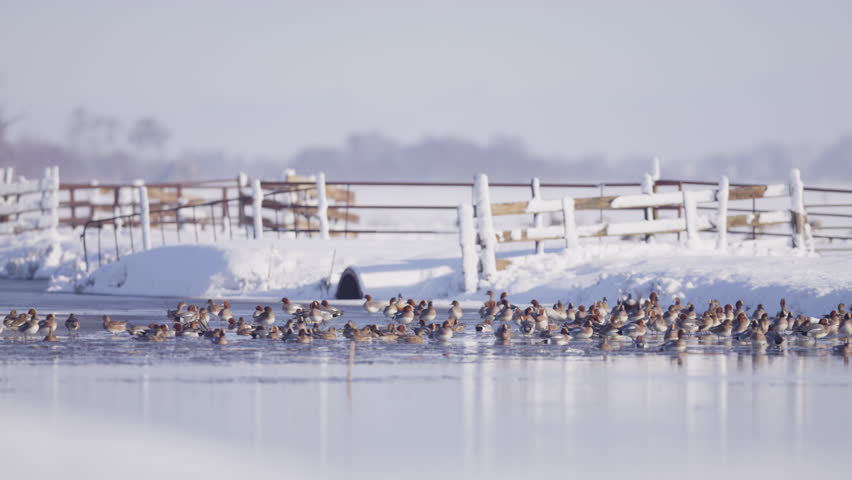 Flock of ducks in a pond near a farm in winter that then take off in a group