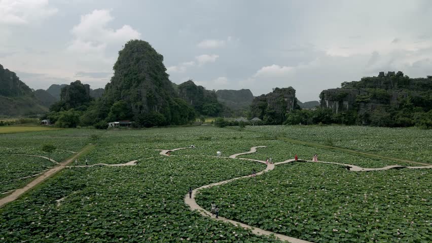 Drone shot over the lotus lake in Hang Mua Ninh Binh