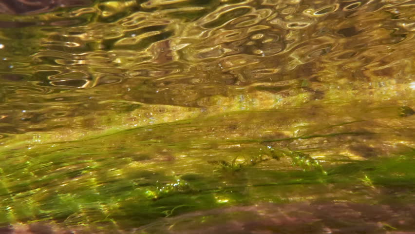 Close-up, golden surface of crystal-clear water reflects colorful filamentous algae. Fast current rushes over shallows. Thread-like algae weed sway along fast-flowing river, mirrored on surface