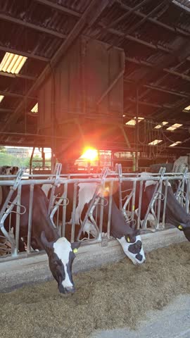 Holstein dairy cows feeding in barn on livestock farm agricultural milk production cattle farming rural agriculture and food industry concept.