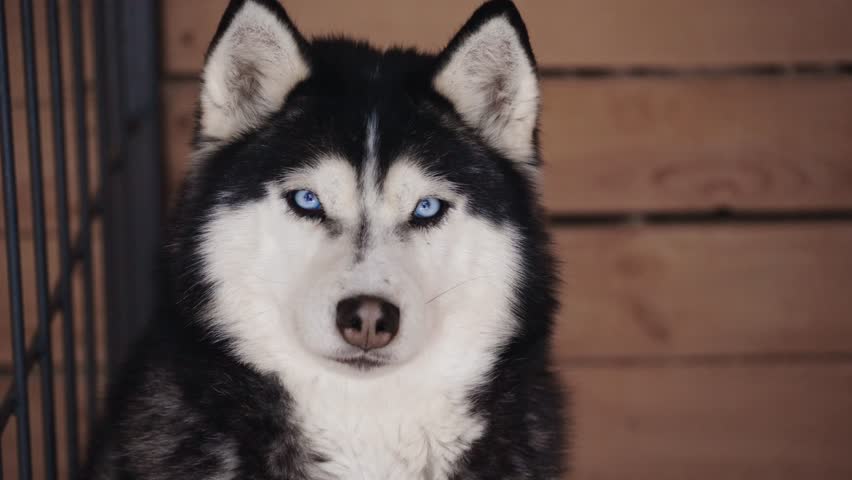 Blueeyed Husky With Cozy Winter Attire. Indoor Studio Image Showcasing Calm Blueeyed Siberian Husky