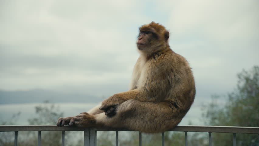 Barbary macaque resting on a metal railing on the Rock of Gibraltar, overlooking the sea under soft cloudy skies.