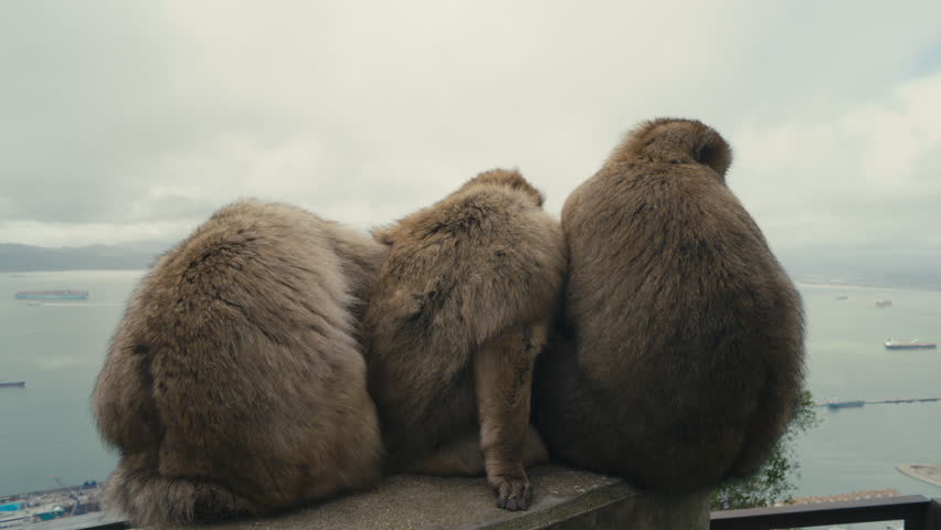 Three Barbary macaques monkeys sitting side by side on a ledge, overlooking the Strait of Gibraltar with cargo ships and coastline in the distance.
