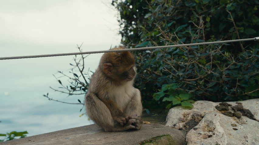 Young Barbary macaque sitting on a stone ledge on the Rock of Gibraltar with coastal vegetation and soft Mediterranean sea in background.