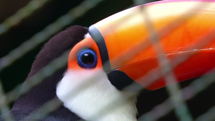 Close up shot of a caged toco toucan (Ramphastos toco) with a huge orange bill in the enclosure.