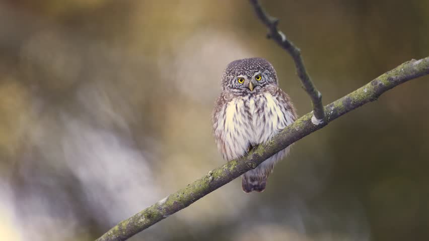 Bird Pygmy owl Glaucidium passerinum little owl natural dark forest north parts of Poland Europe Knyszyn Primeval Forest early spring