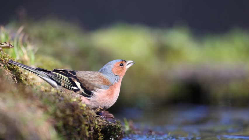 Bird male chaffinch Fringilla coelebs perching on forest puddle, spring time Poland Europe