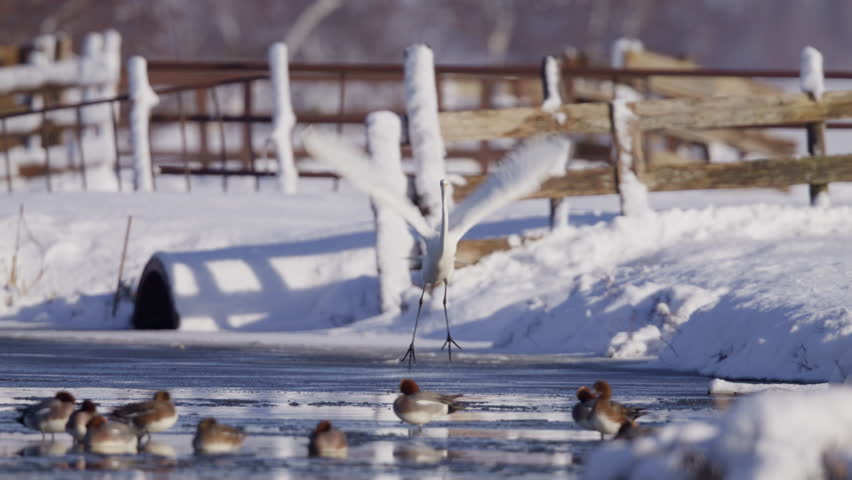 Cinematic Medium Close up Slow Motion Shot of a Big White Bird Landing on Frozen River