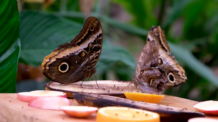 Two Caligo atreus dionysos owl butterflies sitting opposite each other on tree stump macro wildlife scene