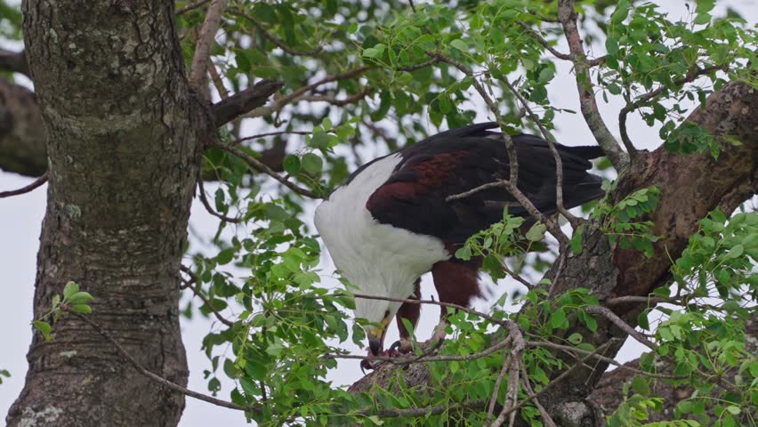 Close up of African fish eagle tearing and eating fish prey while perched in tree in South Africa highlighting powerful beak and feeding behavior