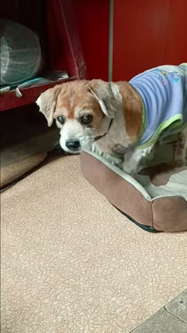 Dog is Waiting Human to Play Each Other