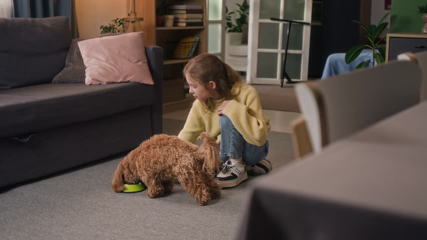 Gen alpha girl wearing sweater and jeans feeding brown maltipoo dog eating pet food from small green bowl in living room