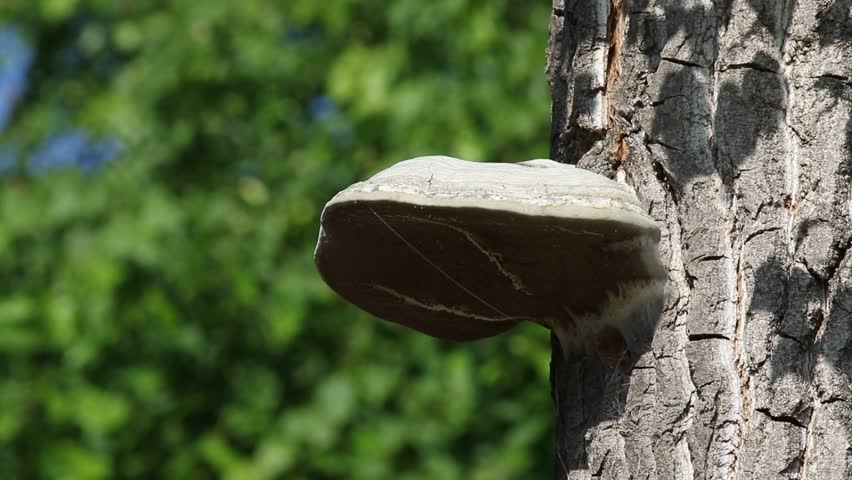 Hoof fungus, Fomes fomentarius. A large mushroom grows on the trunk of a tree