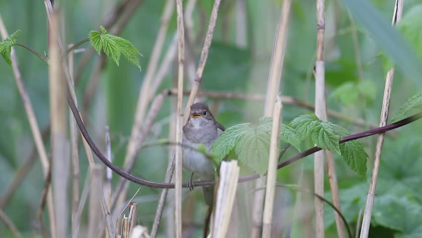 Thrush Nightingale, Luscinia luscinia. A bird sits in the reeds on the riverbank and sings