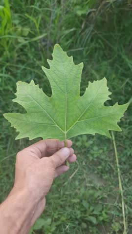 4k Close-up of a hand holding and rotating a large green Sycamore leaf in a garden.
