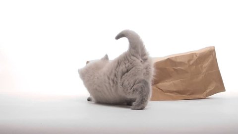 Cute kitten playing in paper bag Stock Video
