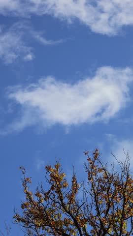 A clouddrift over an autumnal tree